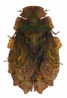 Phloea corticata  Drury, 1773