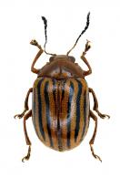 Eumolpinae Gen sp57