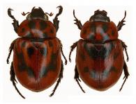 Cyclocephala figurata  Burmeister, 1847  ♂ & ♀