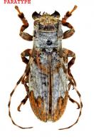 Oncideres dalensi  Nearns & Tavakilian, 2012  PARATYPE