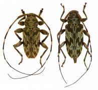 Hylettus ramea  (Bates, 1864)  ♂ & ♀