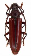 Coleoxestia olivieri Fragoso, 1993