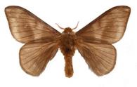 Hylesia umbrata  Schaus, 1911