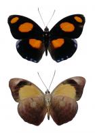 Catonephele numilia numilia (Cramer, 1775)