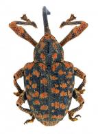 Conotrachelus gigas Fiedler, 1940