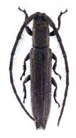 Dorcasta dasycera  (Erichson in Schomburg, 1848)