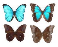 Morpho menelaus menelaus (Linné, 1758)  ♂ & ♀