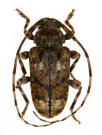 Baryssinus penicillatus Bates, 1864