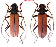 Paratiaia hulini Dalens & Giuglaris, 2012  ♂ & ♀ PARATYPES