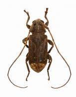 Nesozineus amazonicus Martins & Galileo, 2010