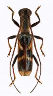 Ctenoplon x-littera  (Thomson, 1865)