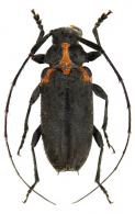 Alcidion humeralis  (Perty, 1832)