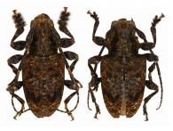 Symperasmus affinis (Thomson, 1865) ♂ & ♀