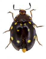 Iphiclus (Megaprotus) duodecimpustulatus  Lacordaire, 1842