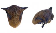 Tragopa sp4
