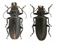 Physopleurus rugosus  Gahan, 1894 ♂ & ♀