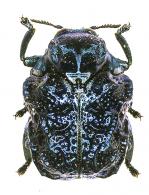 Chlamisus sp7
