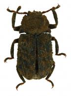 Bolitophagini Gen sp1