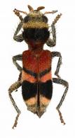 Enoclerus sp11