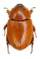 Cyclocephala laminata  Burmeister, 1847