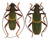 Chlorida denticulata Buquet, 1860  ♂ & ♀