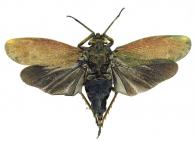 Fulgoridae Gen sp25