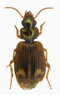 Apenes sp4