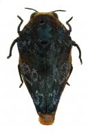 Brachys sp5