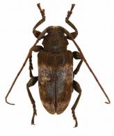 Cotycicuiara durantoni  Tavakilian et Néouze, 2013