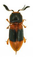 Pterotarsus sp2
