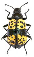 Cuphotes adelphus (Thomson, 1859)