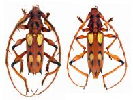 Heteronyssicus aureopilosus (Lacey, 1949)  ♂ & ♀