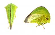 Cymbomorpha sp2