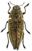 Psiloptera sp2