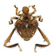 Tachygonidius sp7