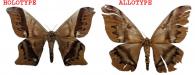 Arsenura beebi forme giuglarisi  Beneluz, 2009 ♂ & ♀ HOLOTYPE & ALLOTYPE