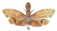 Fulgora laternaria (Linnaeus, 1758)