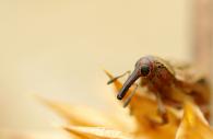 Curculionidae Gen sp 