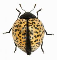 Aegithus punctatissimus  Fabricius, 1775