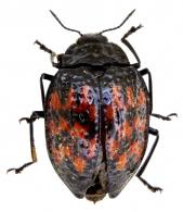 Erotylus variegatus (Fabricius, 1781)