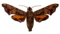 Nyceryx maxwelli (Rothschild, 1896)