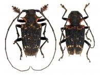 Polyrhaphis fabricii Thomson,1865 ♂ & ♀