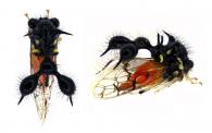 Cyphonia sp1