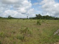 Savane