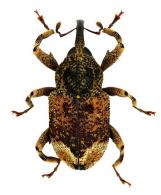 Coelosternus semicarinatus (Fiedler)