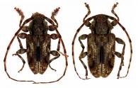 Penaherreraus centrolineatus  (Bates, 1862)  ♂ & ♀
