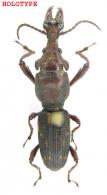Rhynchoneus giuglarisi   Bartolozzi,  Mantilleri &  Sforzi, 2011 HOLOTYPE