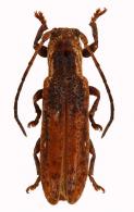Adetus nanus (Faimaire & Germain, 1859)