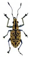Entiminae Gen sp6