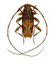Sternacutus strigosus (Bates, 1863)